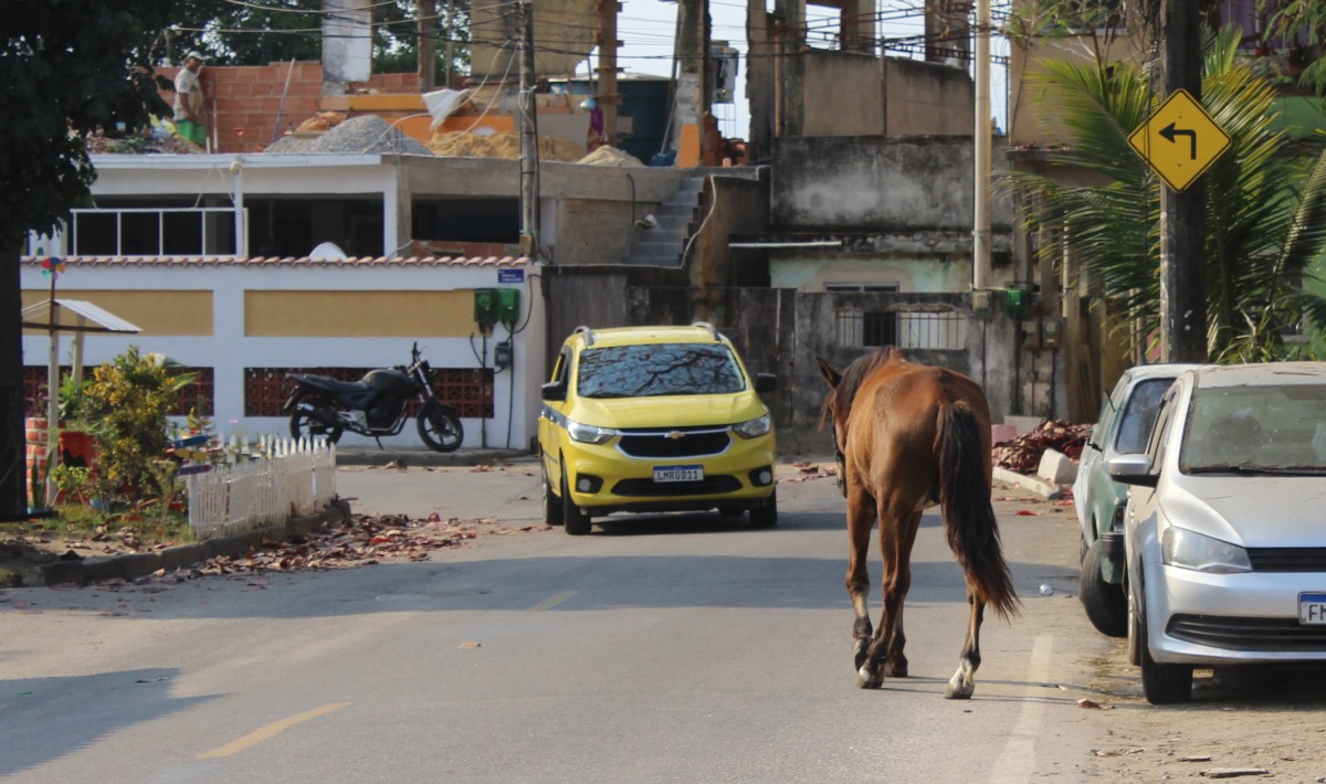 Após denúncia de maus-tratos, cavalo é encontrado com patas