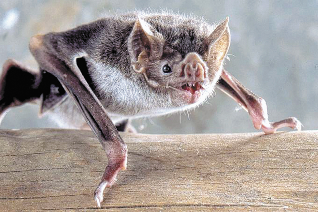 Morcegos infectados põem insulanos em alerta
