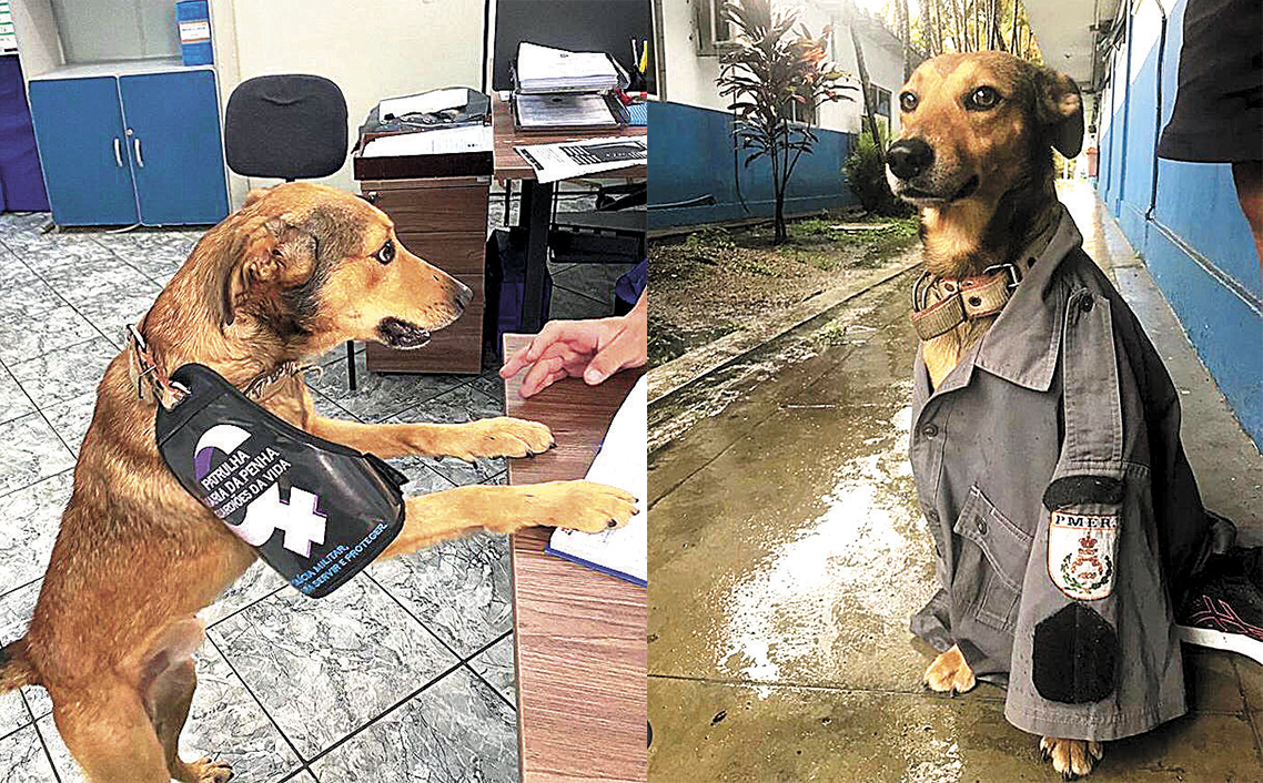 Policiais do 17ºBPM adotaram um cachorro de rua que havia sido abandonado nas proximidades do batalhão. O cão, batizado como Oliveira, é cuidado com muito carinho pelos militares, que buscam passar uma mensagem contra o abandono de animais