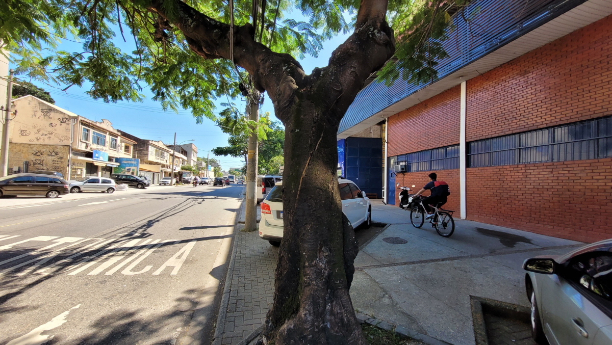Árvore na Estrada do Cacuia, próximo à Madeirama, está com uma rachadura no tronco e risco de queda