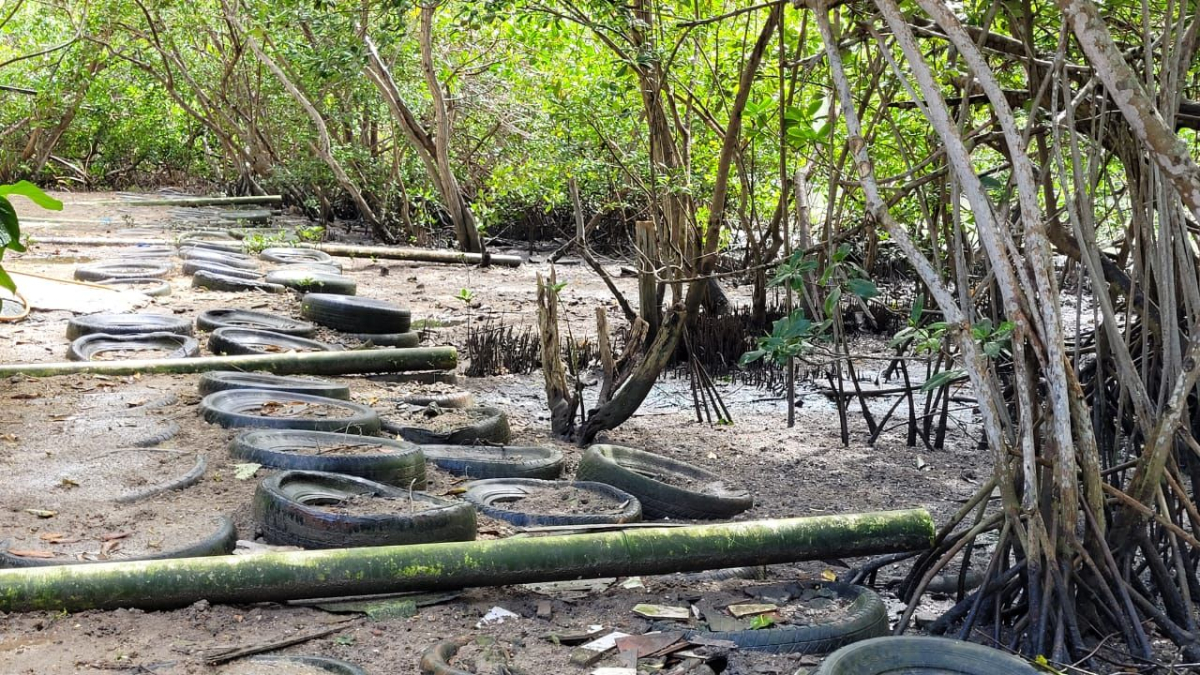 Diversas tubulações com esgoto não-tratado estão espalhados ao longo das casas ao redor do manguezal
