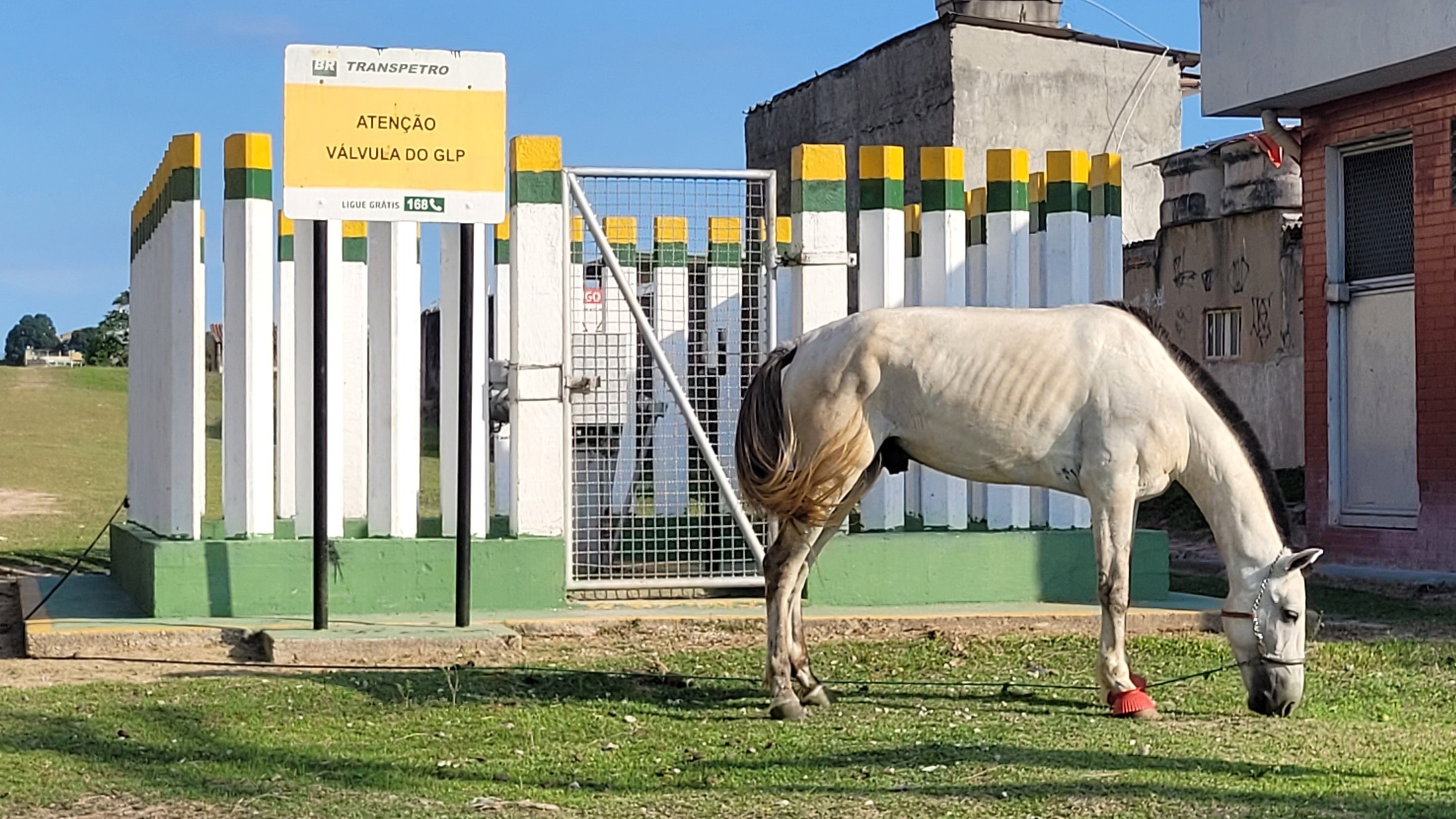 Nos terrenos da Transpetro, nos Bancários, e no Aterro do Cocotá é possível encontrar os animais abandonados