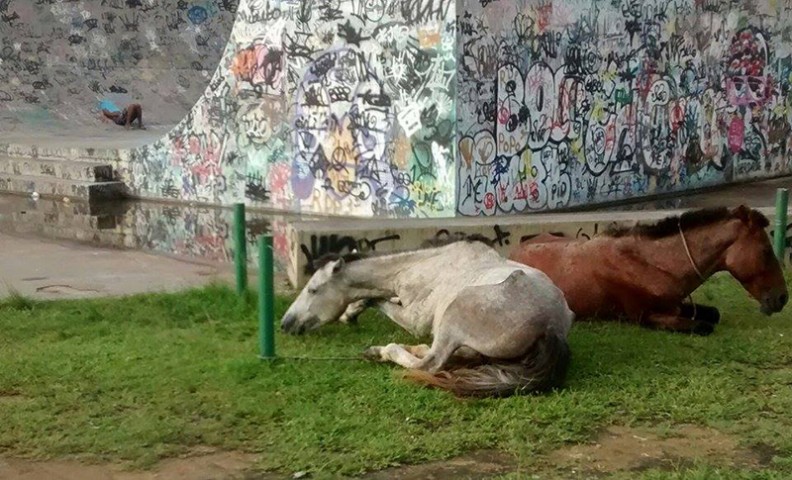 Cavalos sofrem amarrados no Aterro do Cocotá
