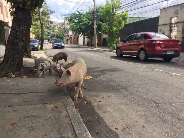 Uma vara de porcos come lixo na calçada da Rua Eutíquio Soledade, no Tauá