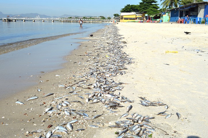 No Galeão, areias tomadas por peixes mortos que exalam forte odor. À direita, resultado parcial de limpeza feita pela Comlurb
