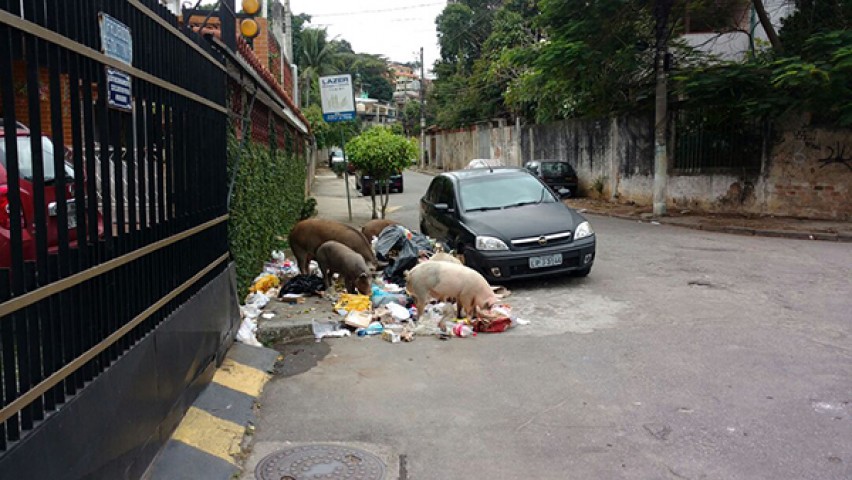 Na Rua Marquês de Muritiba no Cocotá, porcos são vistos diariamente comendo e espalhando lixo