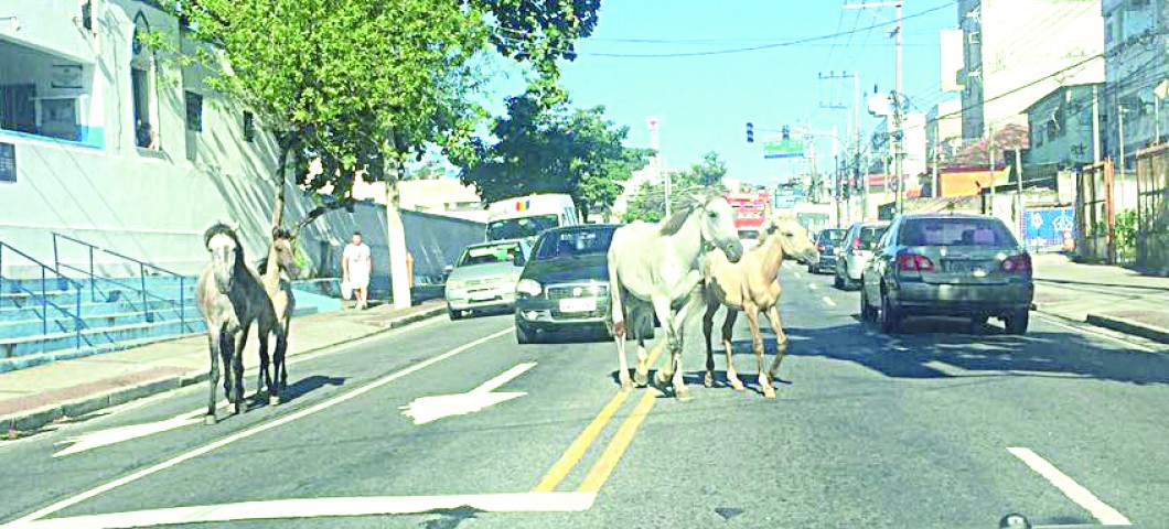 Quatro cavalos soltos na Estrada do Cacuia pararam o trânsito na via