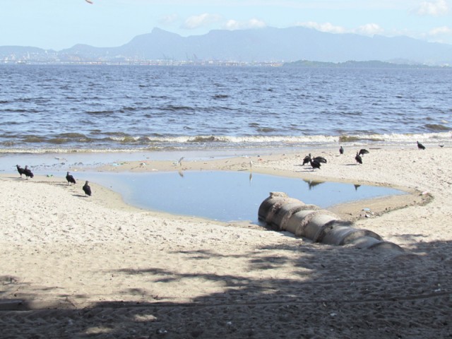 Língua negra e poluição atraem urubus para as areias da Praia da Bica