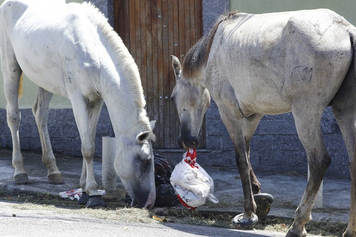 Cavalos perambulam pelas ruas do Tijolinho e se alimentam do lixo que está à espera da coleta regular, deixado nas calçadas pelos moradores da região