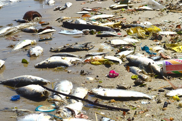 Centenas de peixes mortos e muito lixo na orla da Praia de São Bento