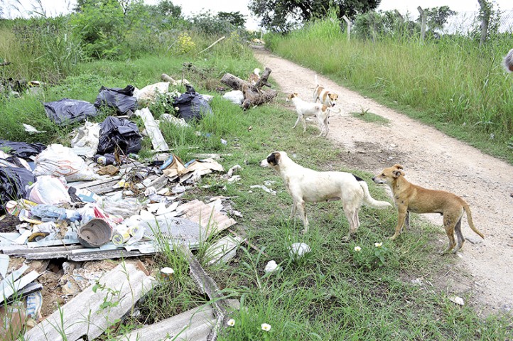 Em Tubiacanga cachorros procuram comida no lixo descartado pelo moradores na beira da estrada 